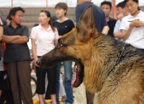 ag真人官网平台